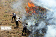 ۹۰۰ هکتار از منابع طبیعی دزپارت در آتش سوخت