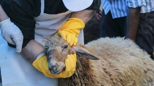 لزوم خودداری از کشتار دام در معابر عمومی لزوم خودداری از کشتار دام در معابر عمومی