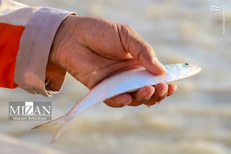 عکس/ صید ماهی روی پل صنگور آبادان