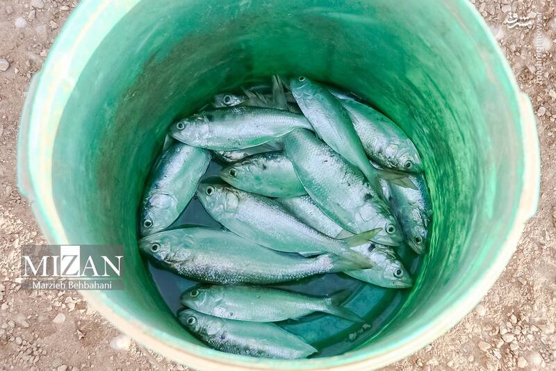 عکس/ صید ماهی روی پل صنگور آبادان