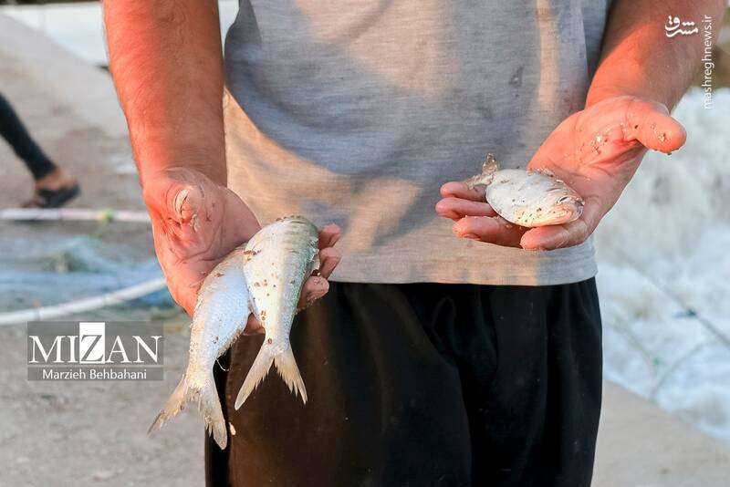 عکس/ صید ماهی روی پل صنگور آبادان