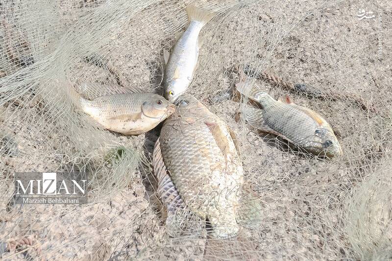 عکس/ صید ماهی روی پل صنگور آبادان