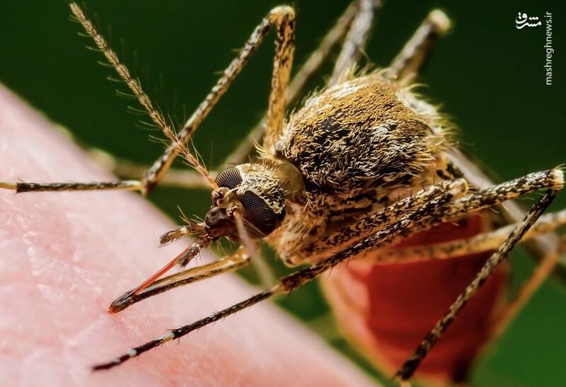 تب دنگی در قدمی/ آیا پشه آئدس و بیماری تب دنگی میتواند مانند کرونا موجب اپیدمی شود؟