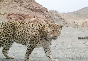 ثبت تصویری از پلنگ ایرانی در پارک ملی بموی استان فارس
