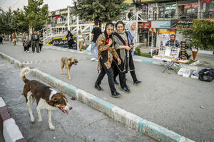 عکس/ جولان سگ‌های ولگرد در معابر سنندج