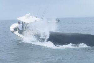فیلم/ برخورد نهنگ با یک قایق تفریحی در سواحل نیوهمپشایر