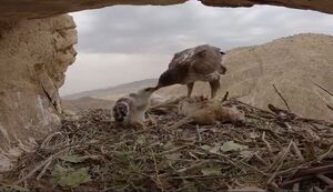 فیلم/ تصاویر زبیا از غذا دادن عقاب مادر به جوجه‌های خود