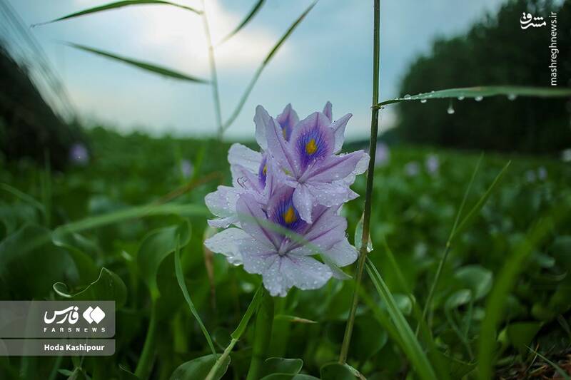 عکس/ تالاب سنبل آبی آغوزبن بابل