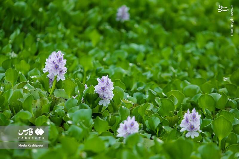 عکس/ تالاب سنبل آبی آغوزبن بابل