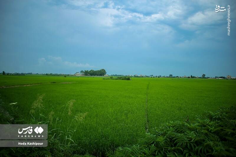 عکس/ تالاب سنبل آبی آغوزبن بابل