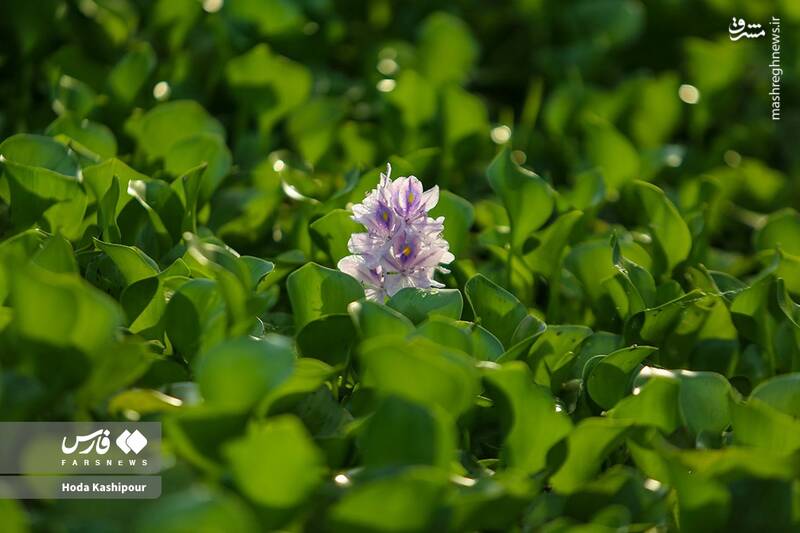 عکس/ تالاب سنبل آبی آغوزبن بابل