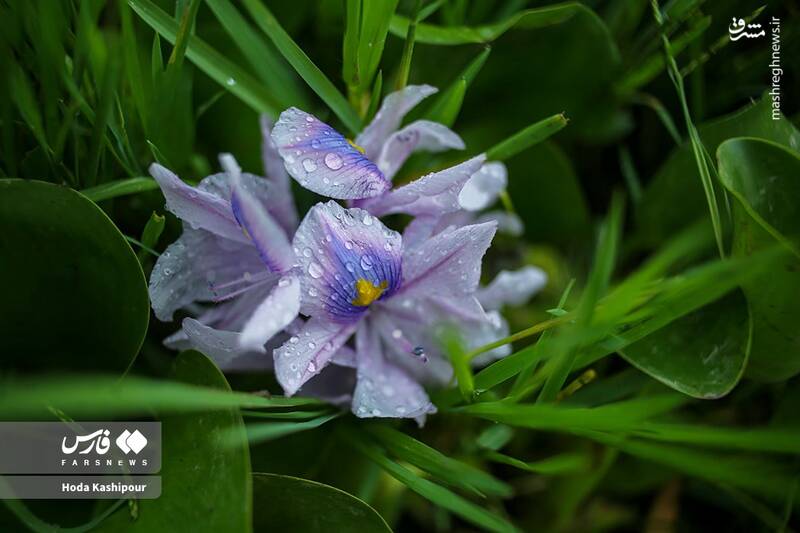 عکس/ تالاب سنبل آبی آغوزبن بابل