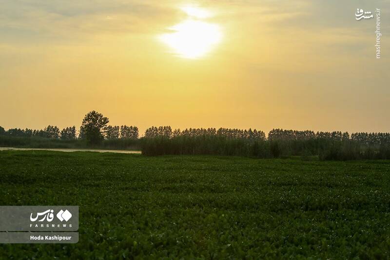 عکس/ تالاب سنبل آبی آغوزبن بابل