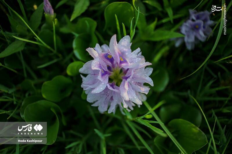 عکس/ تالاب سنبل آبی آغوزبن بابل