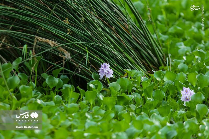 عکس/ تالاب سنبل آبی آغوزبن بابل