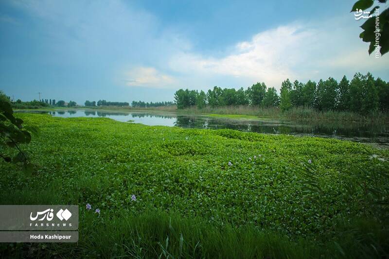 عکس/ تالاب سنبل آبی آغوزبن بابل