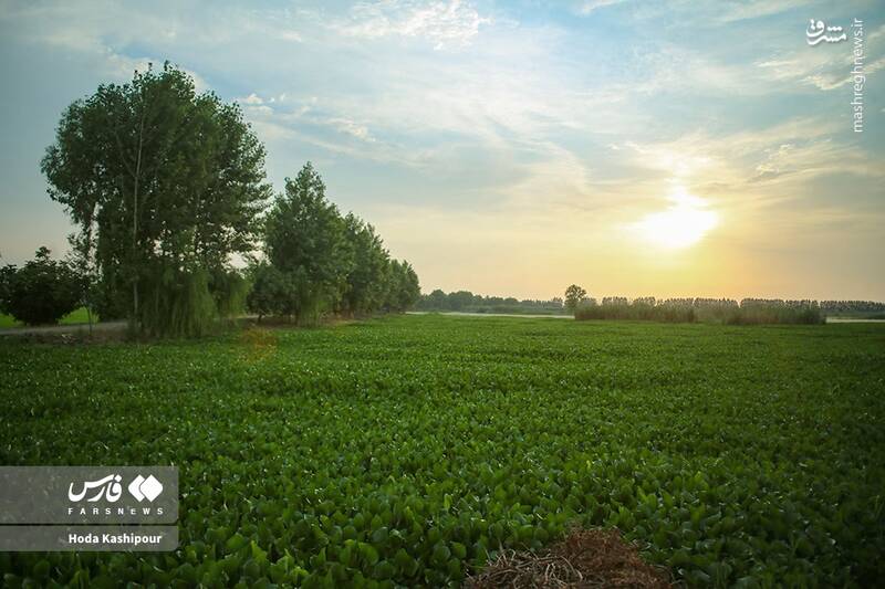 عکس/ تالاب سنبل آبی آغوزبن بابل