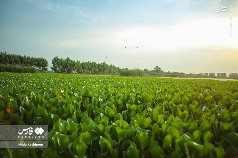 عکس/ تالاب سنبل آبی آغوزبن بابل