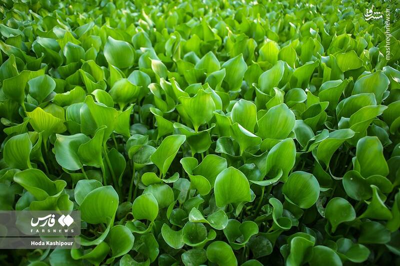 عکس/ تالاب سنبل آبی آغوزبن بابل