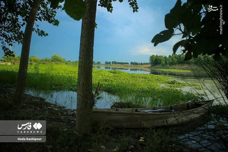 عکس/ تالاب سنبل آبی آغوزبن بابل