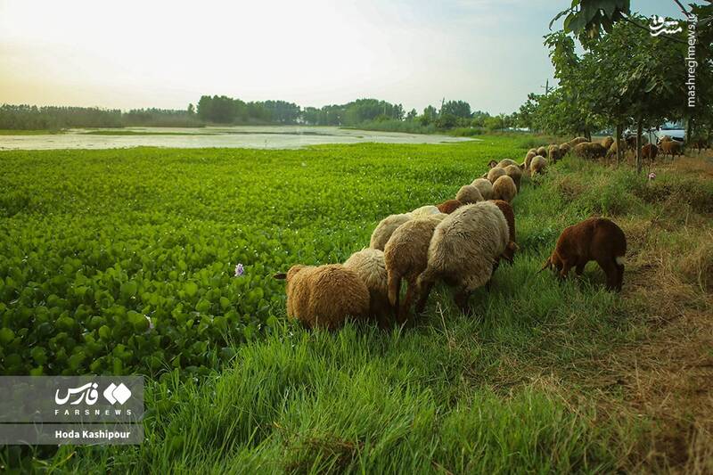 عکس/ تالاب سنبل آبی آغوزبن بابل