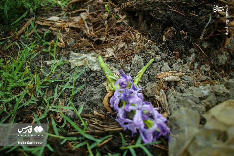 عکس/ تالاب سنبل آبی آغوزبن بابل