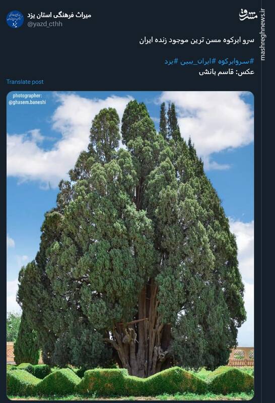 سرو ابرکوه مسن‌ترین موجود زنده ایران در یزد زیبا