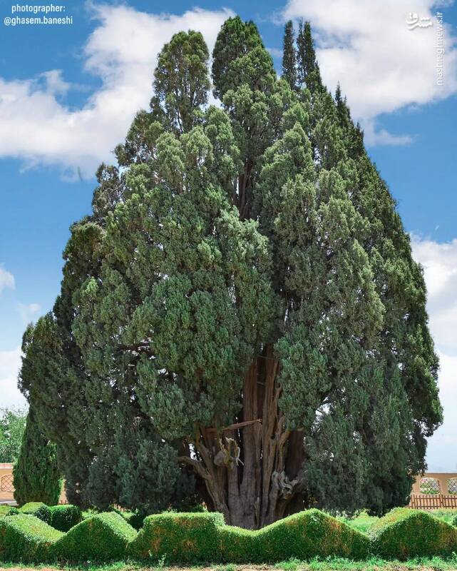 سرو ابرکوه مسنترین موجود زنده ایران در یزد زیبا