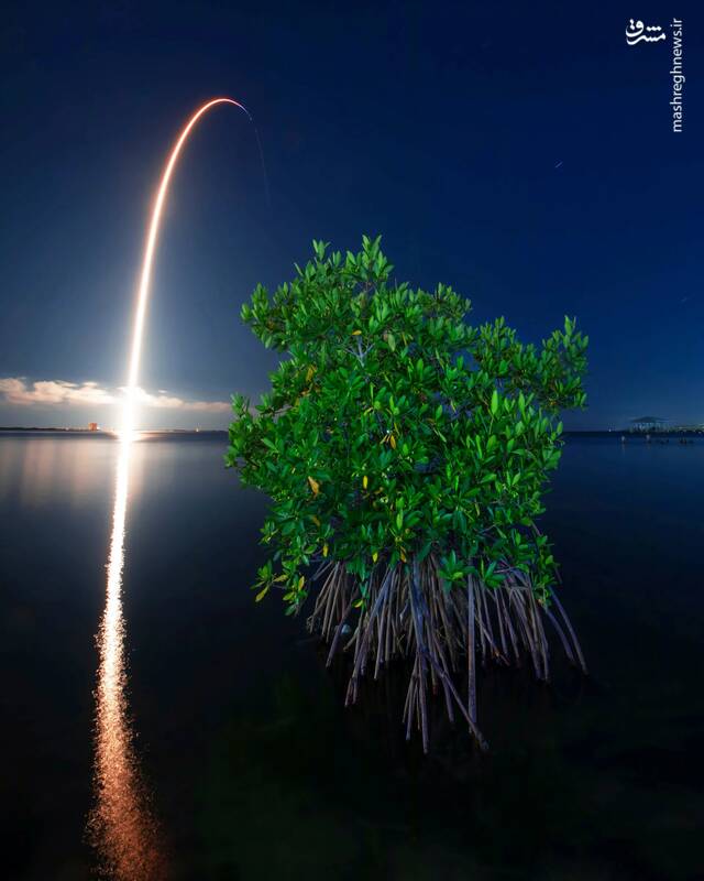 عکس/ برندگان جایزه عکاسی جنگلهای مانگرو ۲۰۲۴