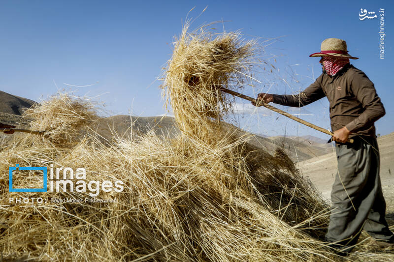 عکس/ برداشت سنتی گندم