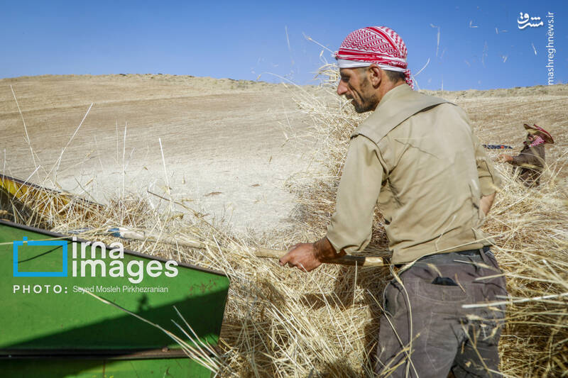 عکس/ برداشت سنتی گندم