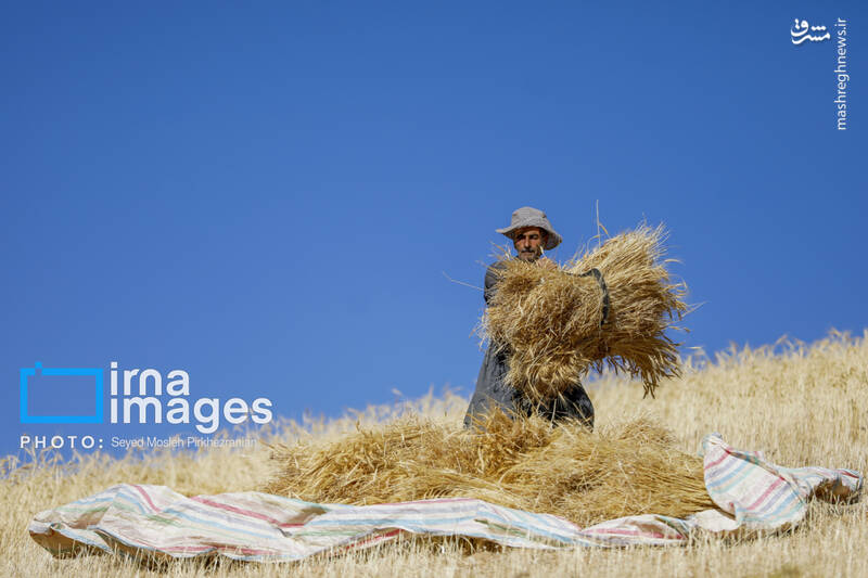 عکس/ برداشت سنتی گندم