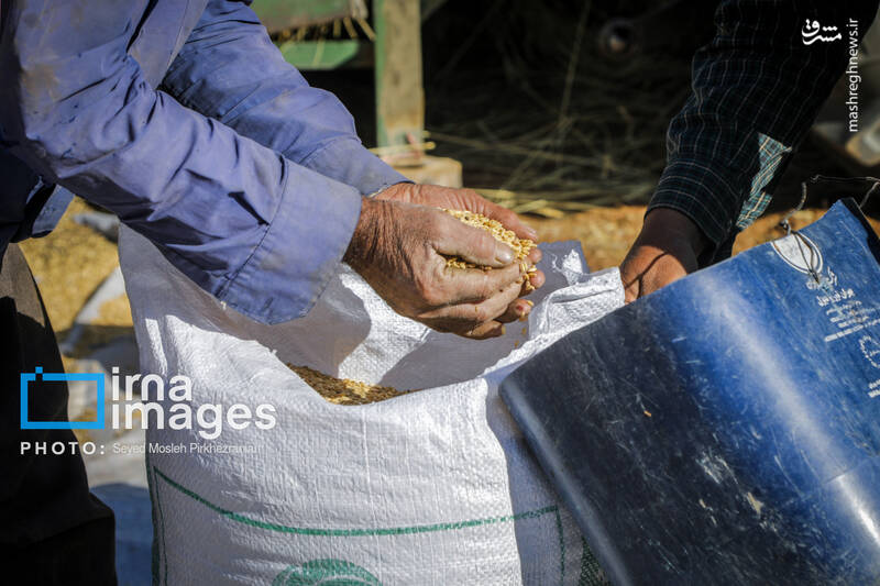 عکس/ برداشت سنتی گندم