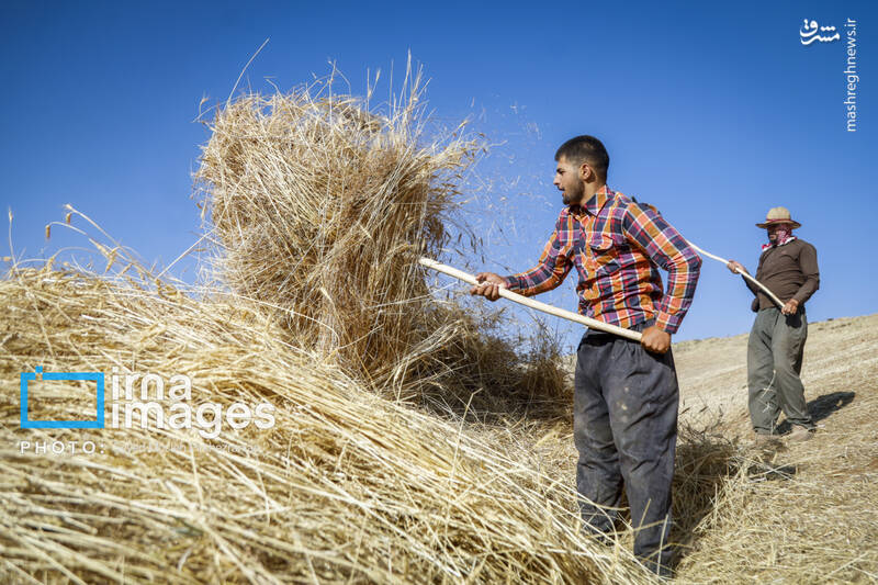 عکس/ برداشت سنتی گندم