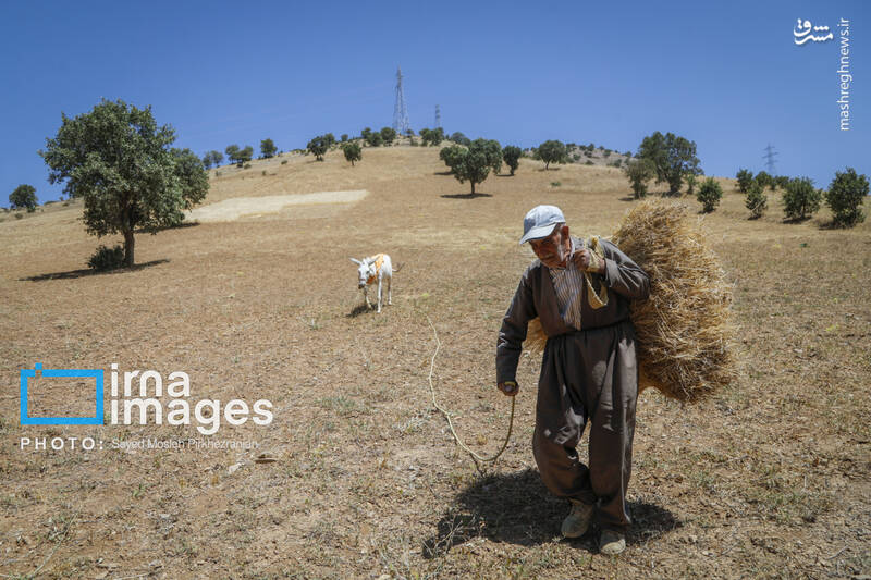 عکس/ برداشت سنتی گندم