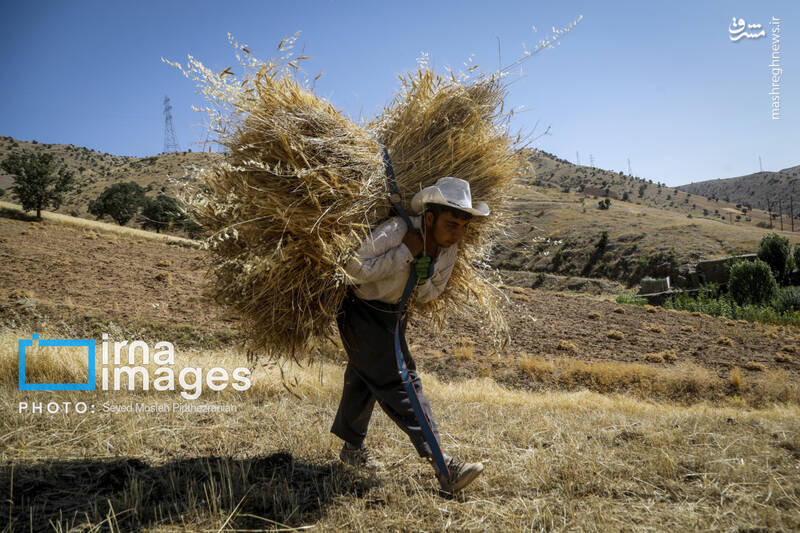 عکس/ برداشت سنتی گندم