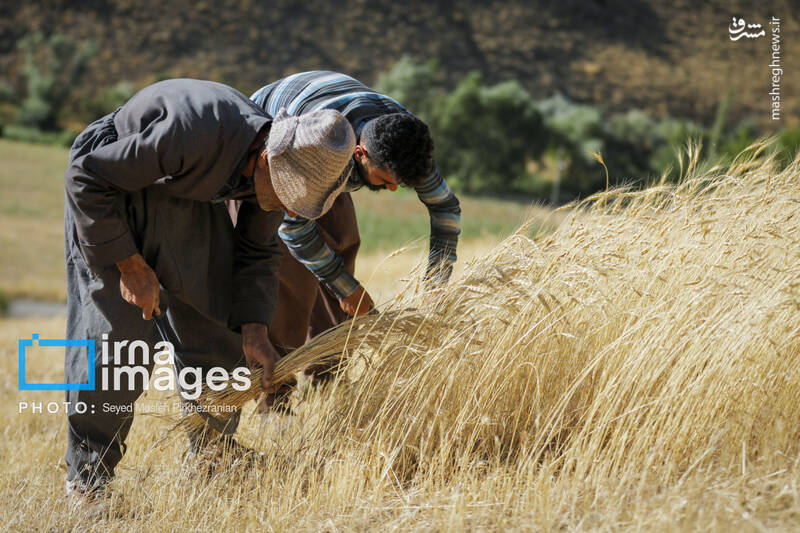 عکس/ برداشت سنتی گندم