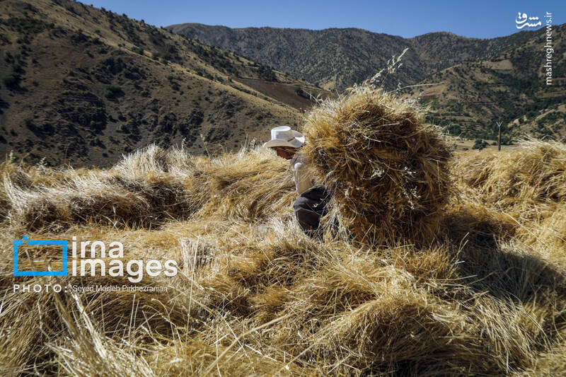 عکس/ برداشت سنتی گندم