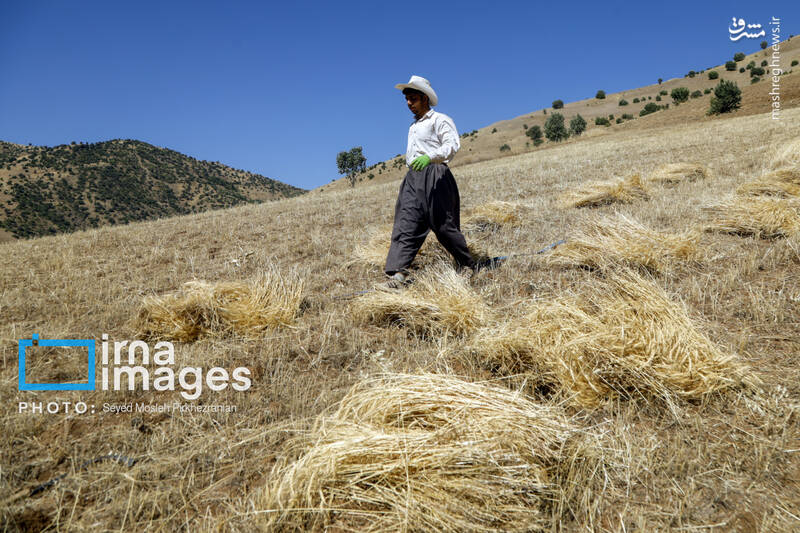 عکس/ برداشت سنتی گندم