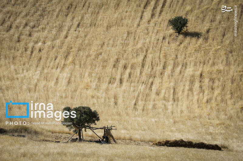 عکس/ برداشت سنتی گندم