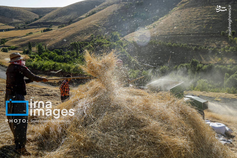 عکس/ برداشت سنتی گندم