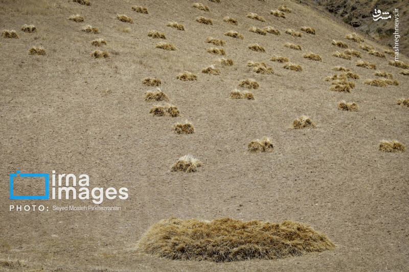 عکس/ برداشت سنتی گندم