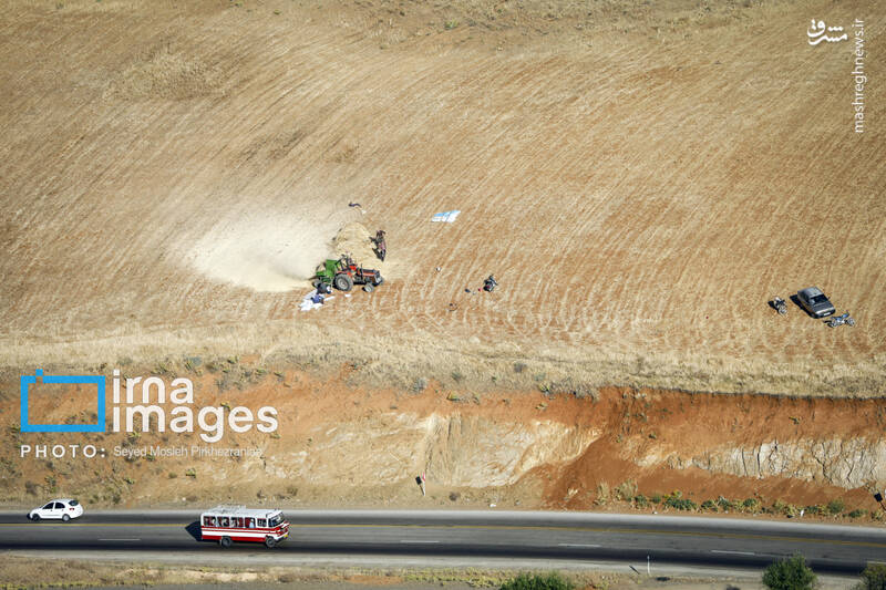 عکس/ برداشت سنتی گندم