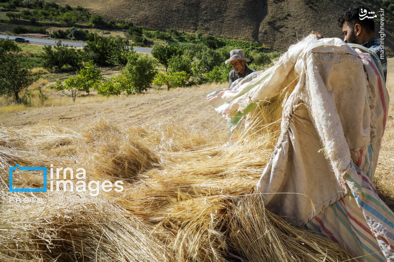 عکس/ برداشت سنتی گندم