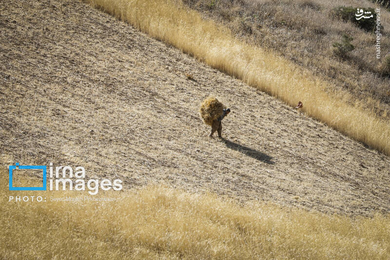 عکس/ برداشت سنتی گندم