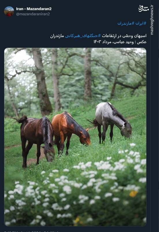 تصویری از اسبهای وحشی در ارتفاعات جنگلهای هیرکانی