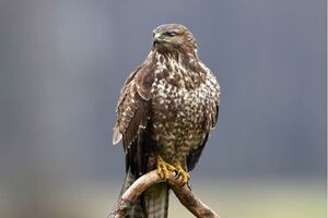 رهاسازی ۲ عقاب شکاری در جنگل‌های آمل