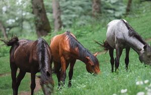 اسب‌های وحشی در ارتفاعات ‎جنگل‌های هیرکانی مازندران