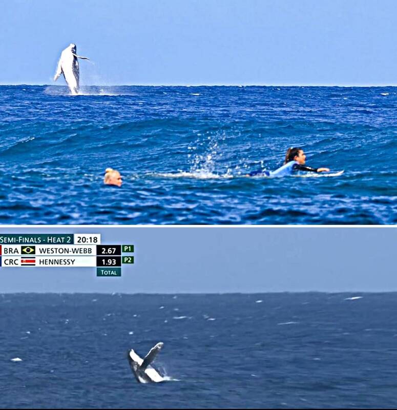 نهنگ، مهمان ناخواسته موجسواری زنان شد! +عکس