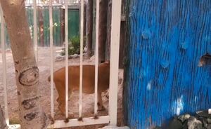 فیلم/ حیوانات باغ وحش اصفهان گرمازده شدند